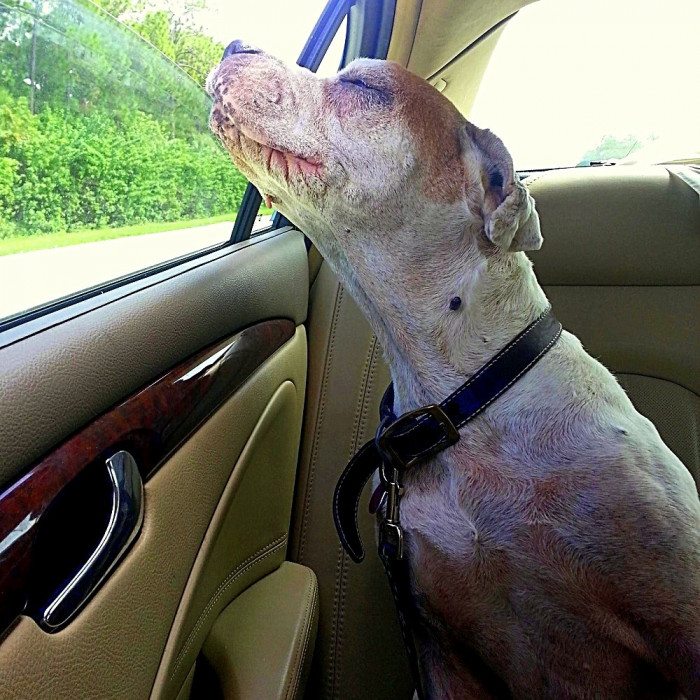 Libra was always a big fan of car rides, so April decided to grant her one.