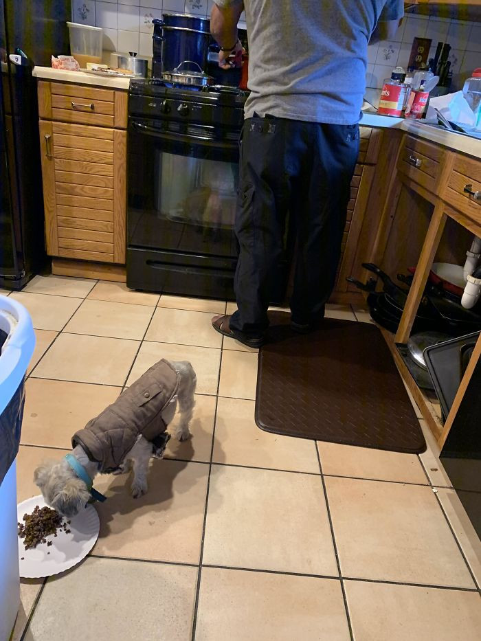 “A Dog That Small Isn’t A Dog It’s A Rodent!!” Also Him “I Got Him Two New Winter Coats So He’s Not Cold But Make Sure He Eats The Lunch I Made Him Before He Goes Out”