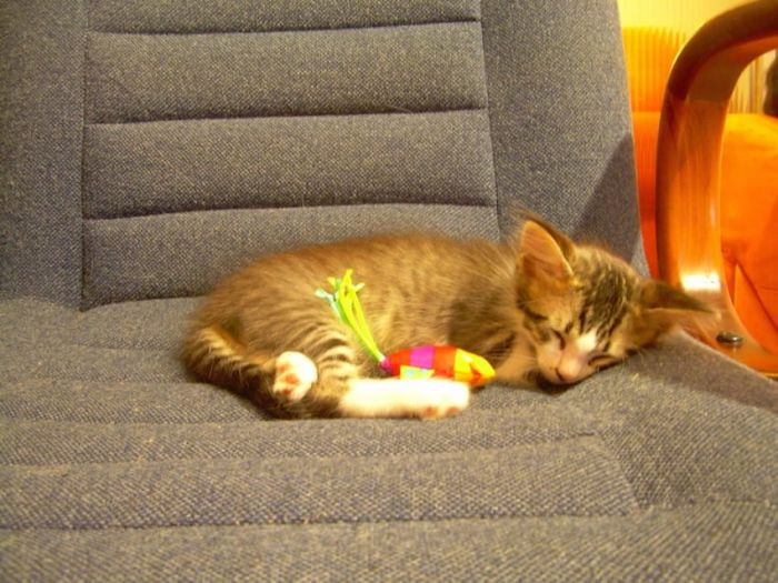 9. “We say ‘bedtime!’ and our cats go running upstairs. If we’re staying up later, the kitten will bring his favorite bed toy and drop it at my feet.” – monders337