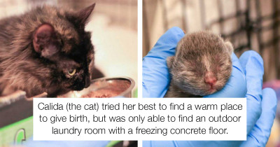 Precious Mama Cat Does Everything She Can To Save Her Only Kitten's Life
