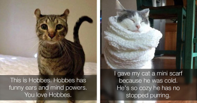 The Funniest Cat Memes On The Internet Today For You Right Meow