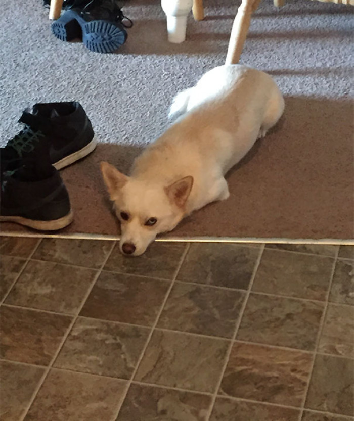 19. "He knows he's not allowed in the kitchen while I cook, but sometimes he pushes it."