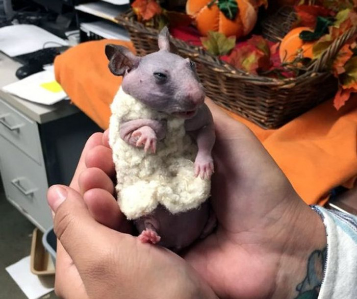 1. Hairless Hamster with a cosy sweater.