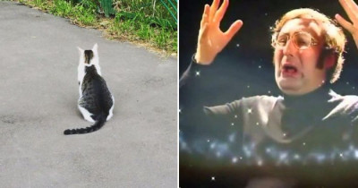 Cat With Markings Shaped Like Cats Goes Viral On Twitter