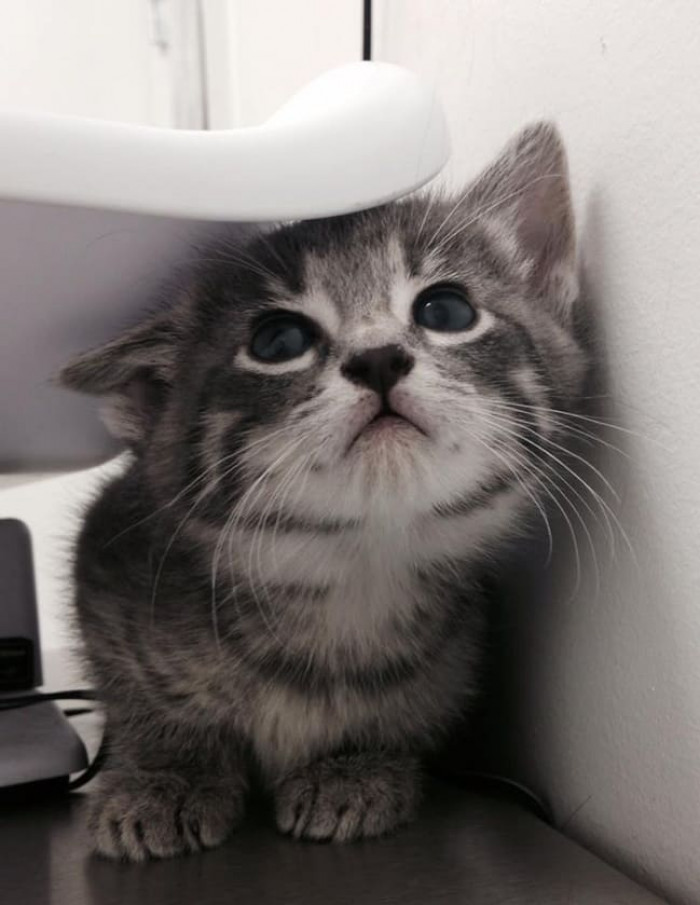 18. First Veterinarian Visit and Already Petrified.