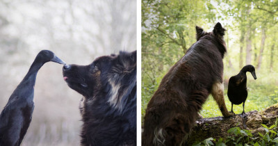 The Unlikely Friendship Between A Dog And Duck Captured On Film