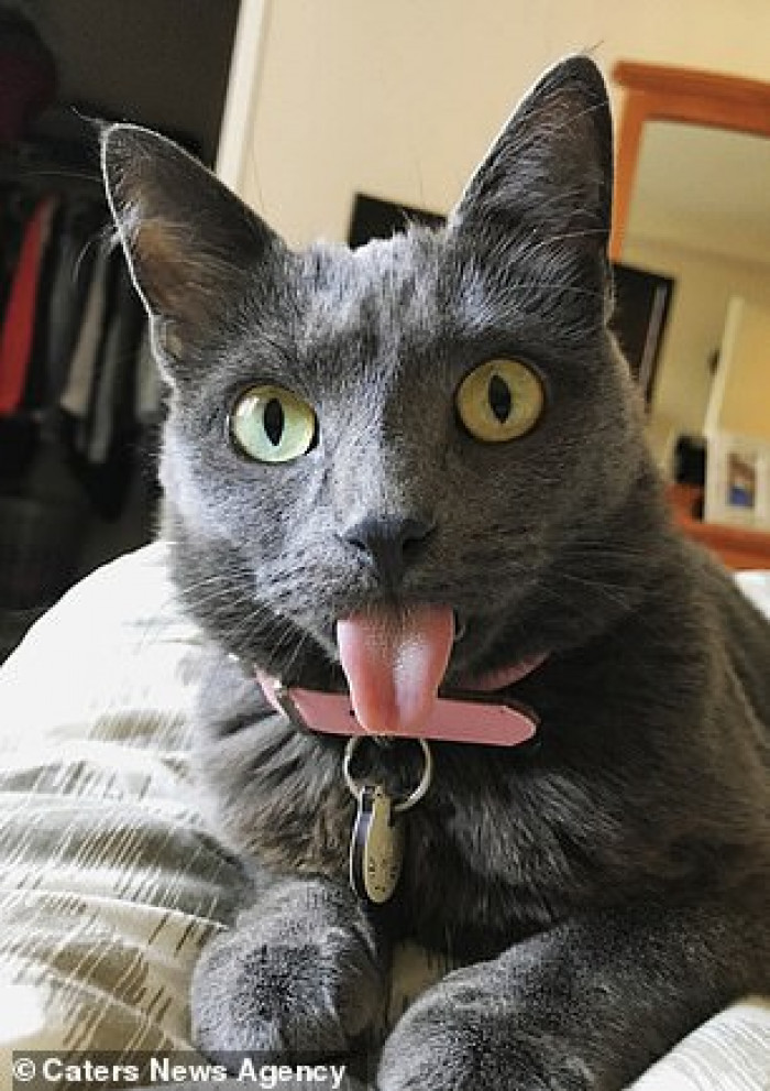According to vets, Pretty Kitty lives a very healthy life despite her deformity.