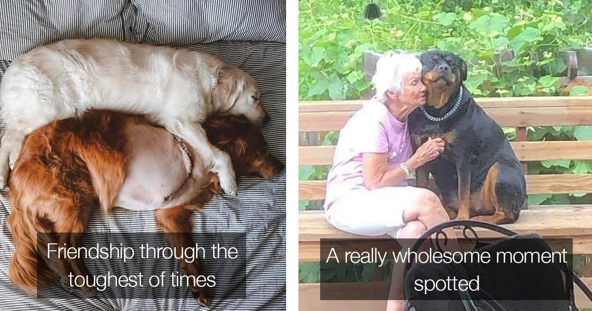 35 Inspiring Dog Posts Are Just What You Need To Lift Your Spirits