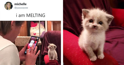 Foster Kitten's Precious Smile Wins The Internet For Being A Purfectly Precious Kitty