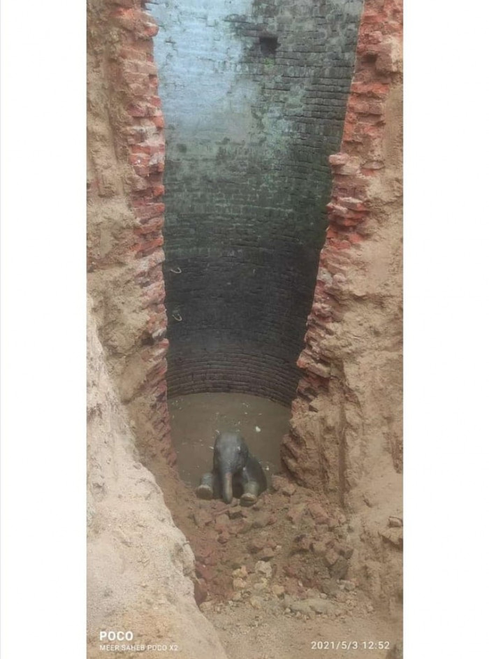 Baby elephant fell into a 30-foot well