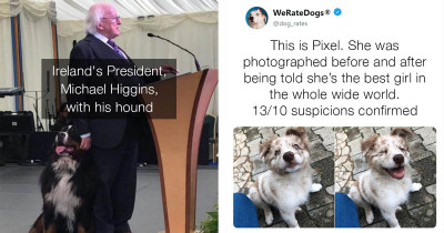 Dog Posts That May Be Exactly What You Need
