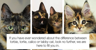Can You Tell The Difference Between Torbie, Tortie, Calico And Tabby Coat Color? Let Us Help You Learn