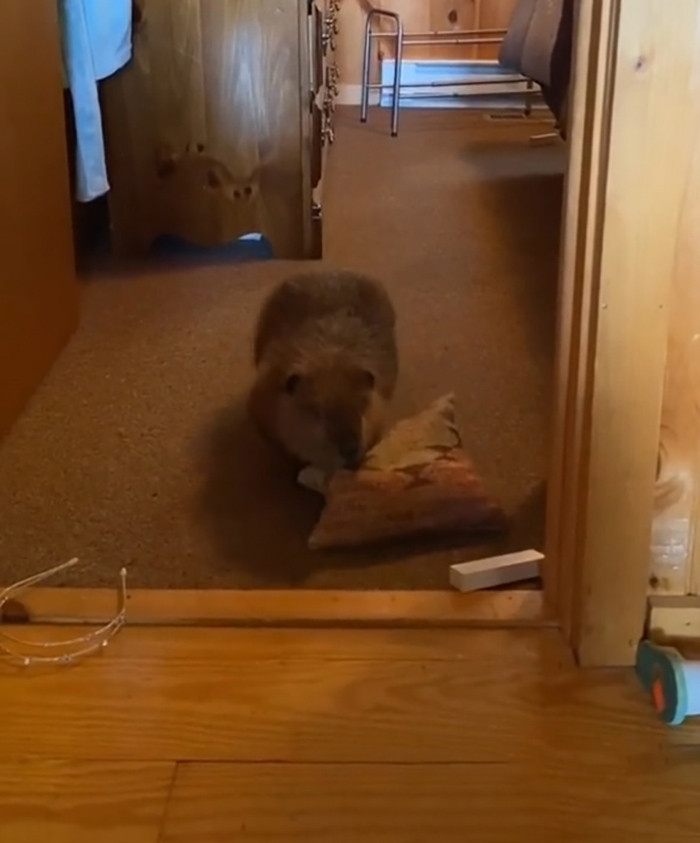 Beave is a  rescue beaver who has fostered by a wildlife rehabber until he’s ready to go back to the natural habitat