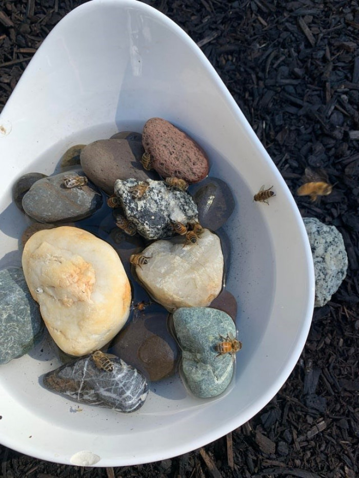 1. "I saw that every time I watered the plants, there were bees drinking from the ground, so I made a bee bath out of a bowl and rocks. Every day when I get home, there are a bunch of them drinking and buzzing around. They are my cute little friends now!"