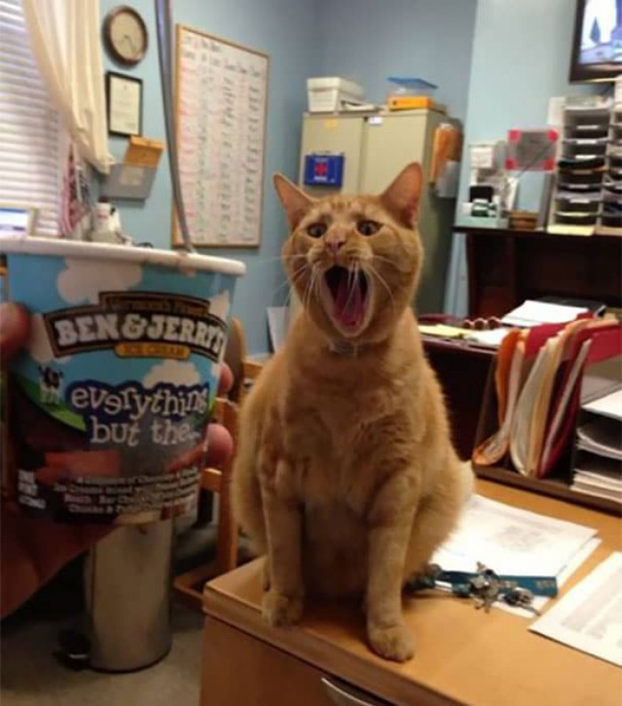 2. "YOU GOT ICE CREAM? SAY WHAT!"