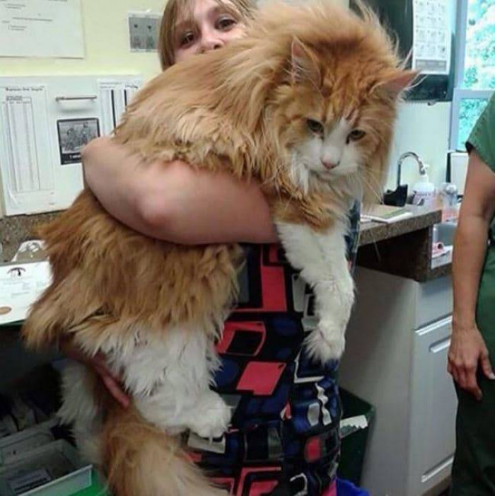 14 of the Biggest Cats You've Ever Seen