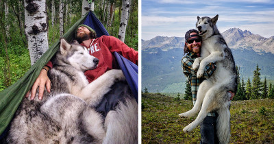 Wolf Dog Goes On Grand Adventures Instead Of Being Locked Away