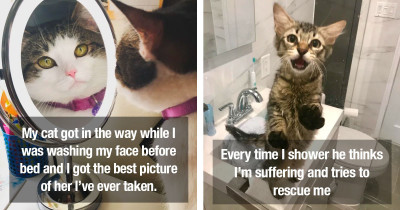Cats Refuse to Accept the Fact That Sometimes Humans Really Need Some Personal Space