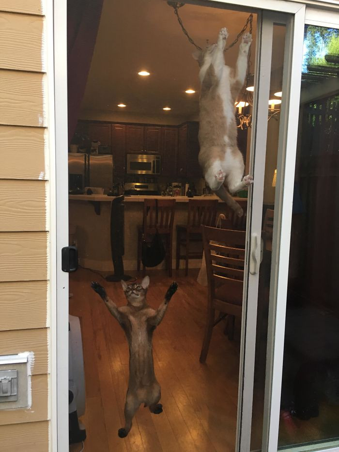 It turns out cats love screen doors.