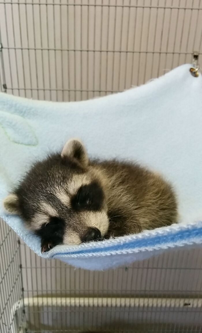 30. Napping Baby Racoon