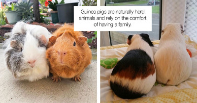 In Switzerland It Is Illegal To Only Own One Guinea Pig Because They Get Too Lonely