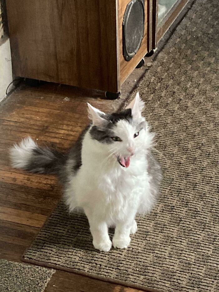 25. Doobie Burns, My Best Boy, Passed Away Yesterday Suddenly. My Mom And I Were There For Him As He Crossed The Rainbow Bridge. I Miss Him So Much