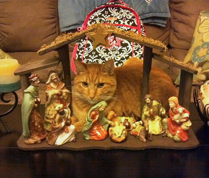 6. "Dad Sent Me This Picture With The Comment, 'He Brought Gold, Frankincense, And Purr'"