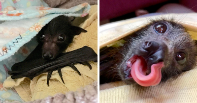 A Bat Rescue Association Shared These Photos Of Bats Being Adorable To Demonstrate How Harmless They Really Are