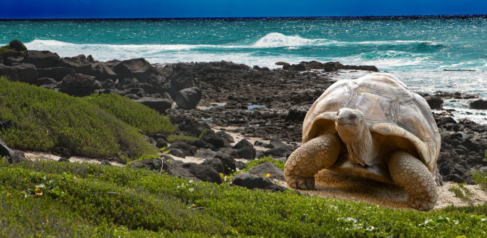 In the 1960s, tortoise eggs were removed from Pinzon and taken to hatch on another island in order to keep them safe from the rats.