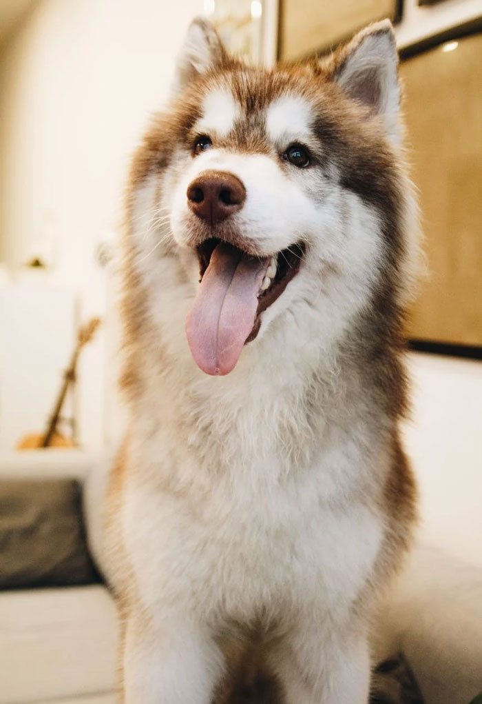 Unlike humans, dogs are devoted and always loyal. They don't care about your money or social status.