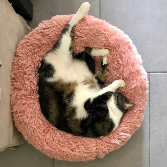 The Marshmallow Cat Bed