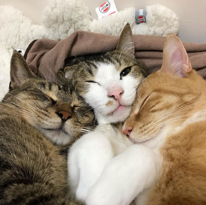 I Love a Good Cuddle Puddle.