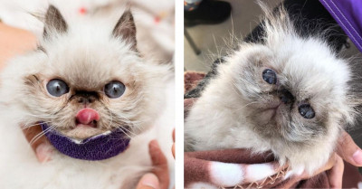 Adorable Kitten Looks Ridiculously Like A Grandpa