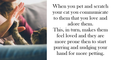 These Are The 5 Most Important Reasons Why You Should Pet Your Cat More Often