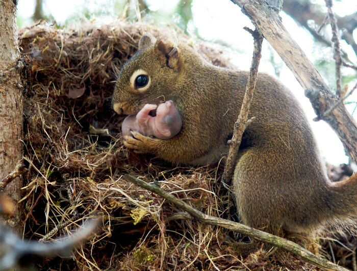 42. Baby Squirrel And It's Mom