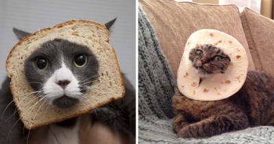 Hilariously Funny Cats That Are 'Stuck' In Bread