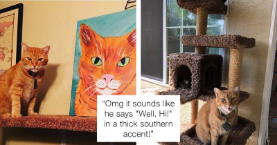 Cat Says "Well, Hi" In A Southern Accent And We Can NOT Stop Watching This Hilarious Video