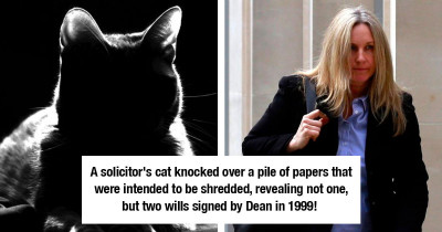 Cat Responsible For £2 Million Inheritance After Uncovering Lost Brother's Will
