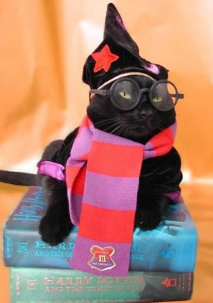 Harry Purrter