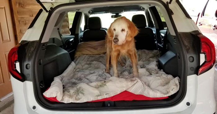 Golden Retriever Celebrates Her 20th Birthday And Becoming The Oldest Golden Retriever Ever