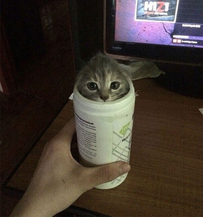 4. “Surprise, hooman, gotcha.”
