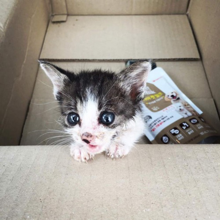 While strolling down the street one day, a couple heard the faint but determined 'mews' of a small kitten nearby.