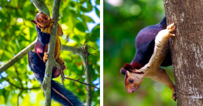 A Giant Rainbow-Colored Squirrel May Sound Like Something From A Fairy Tale, But They Are Real And Absolutely Adorable