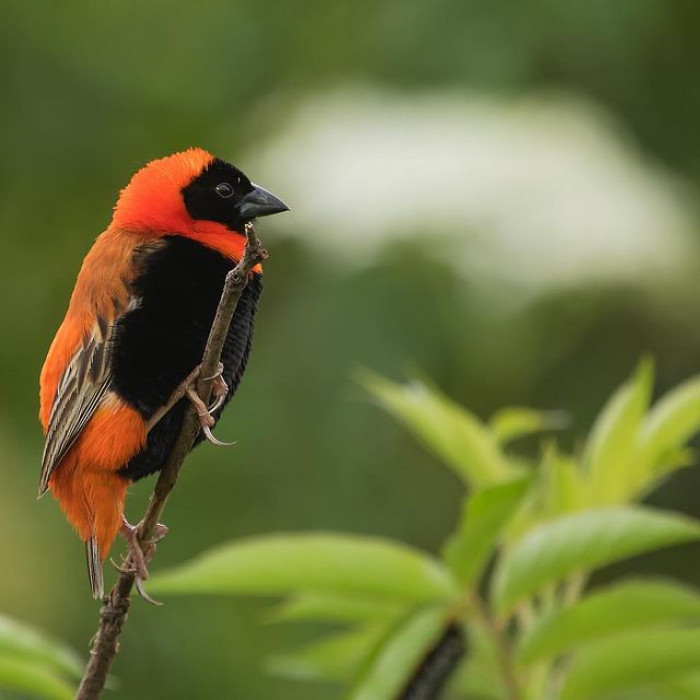  Tall grasslands and cultivated areas near water and marshes are preferred habitats for Northern Red Bishops. This species has been found from the plains up to heights of over a thousand meters.