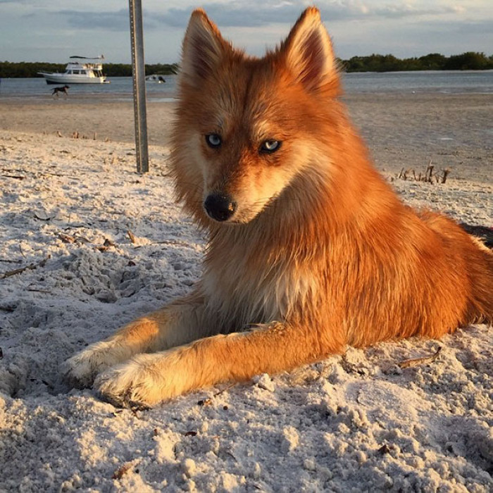 The Pomsky's dense coat makes it enables it to deal with cold weather much better than other lap dog breeds.