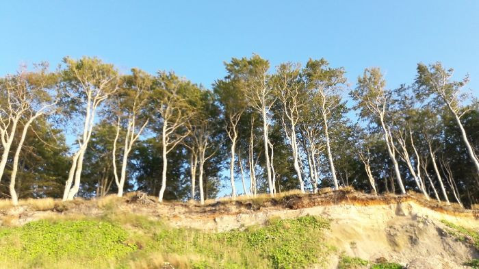 A family asked for their photo to be taken and they're not even in it.. Look at those trees though