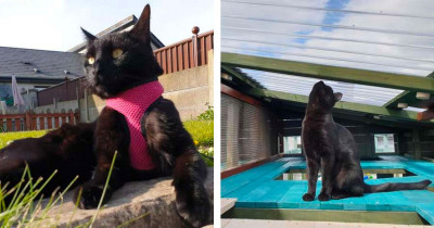 Cat Lover Spends A Whole Year Making The Coolest Outdoor Enclosure For His Cat