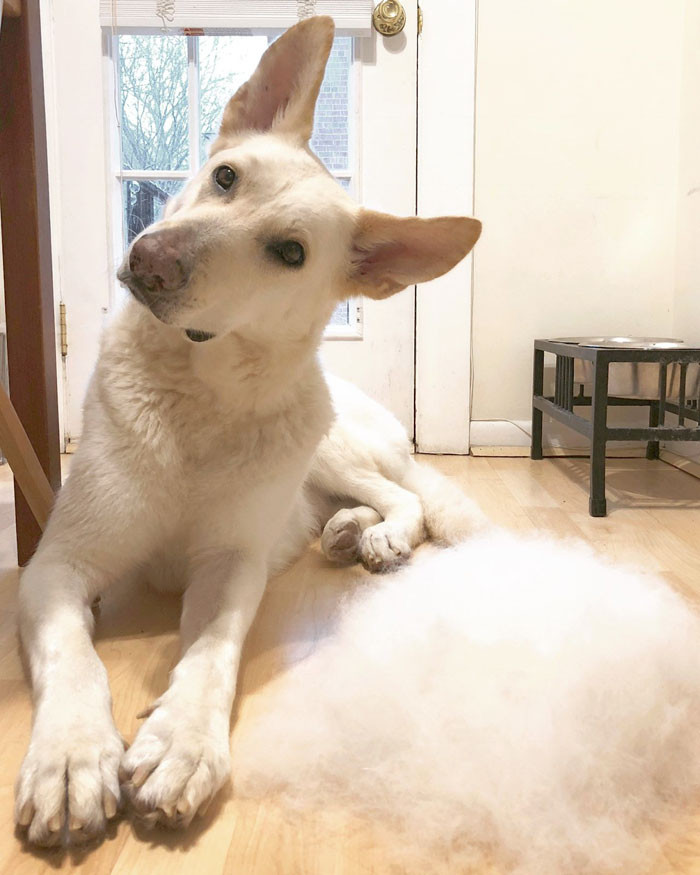 He's such an adorable pup!