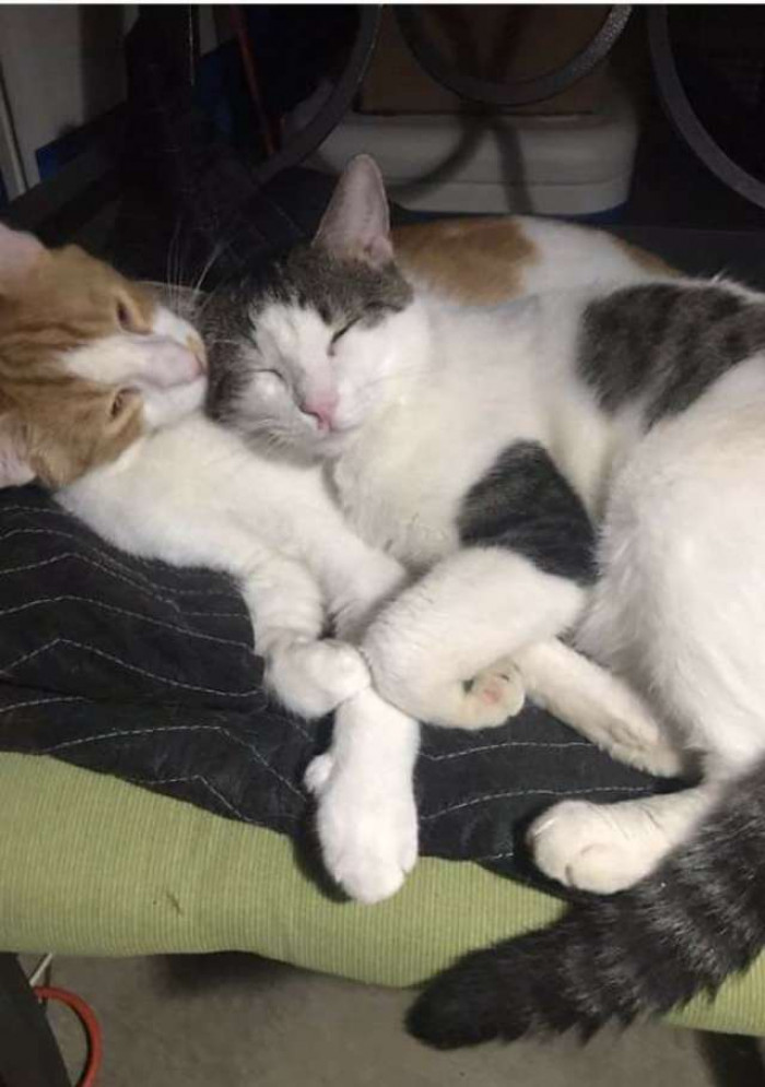 Nora contacted Megan to tell her about Dwight's best friend, another cat she was fostering at the same time.