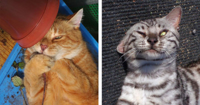 Hilarious Cats Who Practically Stopped Functioning After Getting High On Catnip